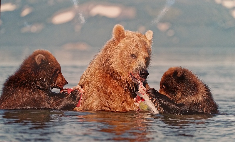 Камчатская медведица с медвежатами ловит рыбу